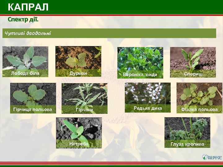 КАПРАЛ Спектр дії. Чутливі дводольні Лобода біла Гірчиця польова Дурман Гірчаки Нетреба Вероніка, види