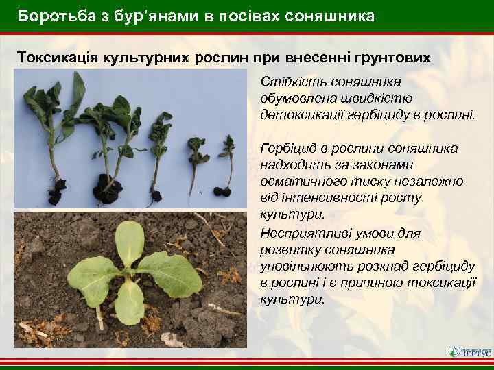 Боротьба з бур’янами в посівах соняшника Токсикація культурних рослин при внесенні грунтових гербіцидів. Стійкість