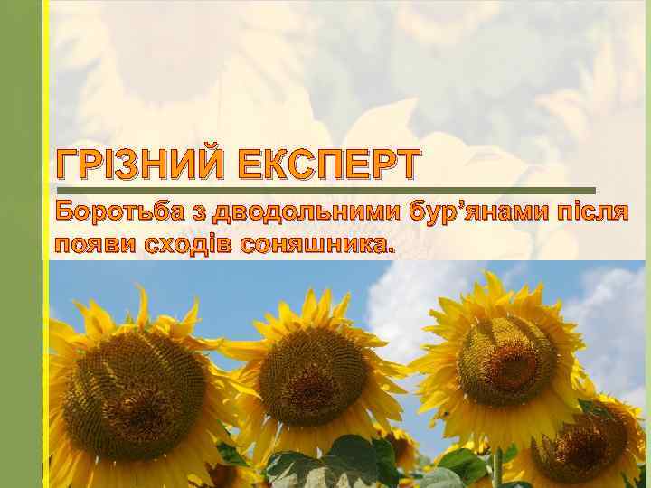 ГРІЗНИЙ ЕКСПЕРТ Боротьба з дводольними бур’янами після появи сходів соняшника. 