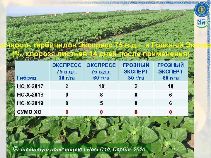 сичность гербицидов Экспресс 75 в. д. г. и Грозный Экспер (%, хлороза листьев 14