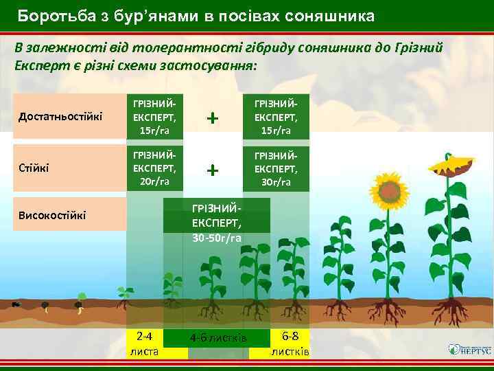 Боротьба з бур’янами в посівах соняшника В залежності від толерантності гібриду соняшника до Грізний