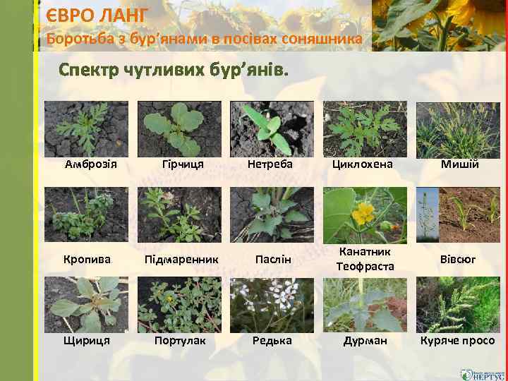 ЄВРО ЛАНГ Боротьба з бур’янами в посівах соняшника Спектр чутливих бур’янів. Амброзія Гірчиця Нетреба