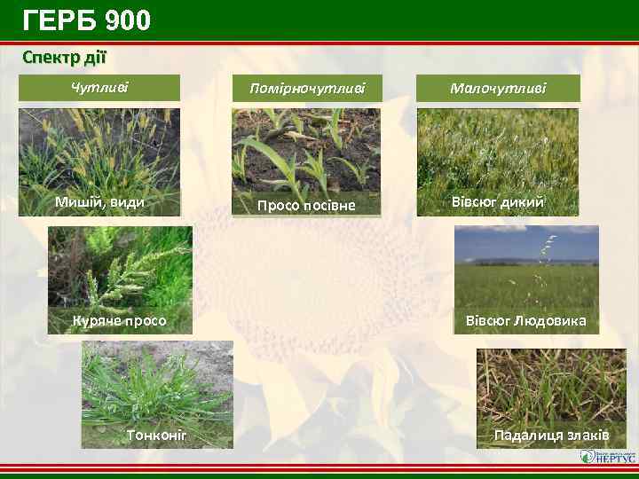 ГЕРБ 900 Спектр дії Чутливі Помірночутливі Малочутливі Мишій, види Просо посівне Вівсюг дикий Куряче