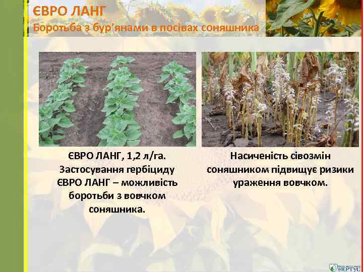 ЄВРО ЛАНГ Боротьба з бур’янами в посівах соняшника ЄВРО ЛАНГ, 1, 2 л/га. Застосування