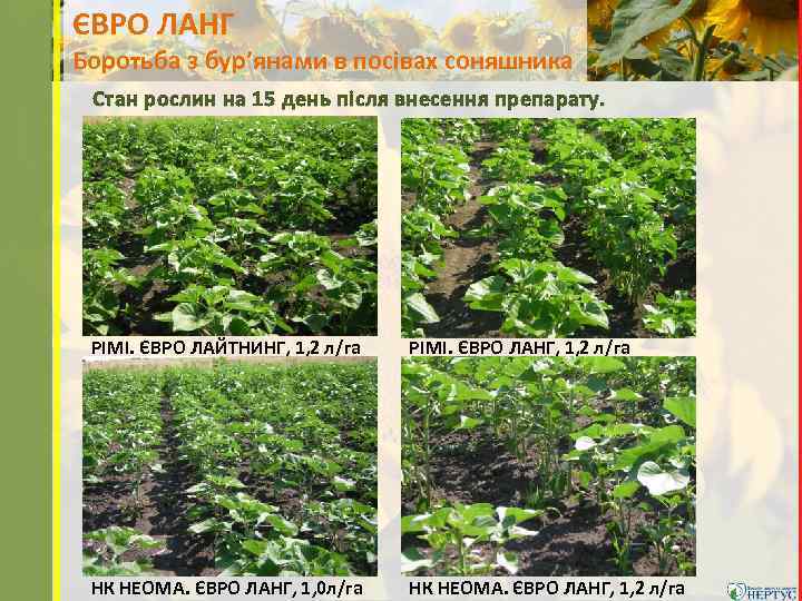ЄВРО ЛАНГ Боротьба з бур’янами в посівах соняшника Стан рослин на 15 день після