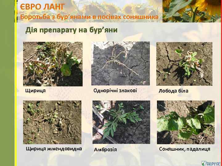 ЄВРО ЛАНГ Боротьба з бур’янами в посівах соняшника Дія препарату на бур’яни Щириця Однорічні