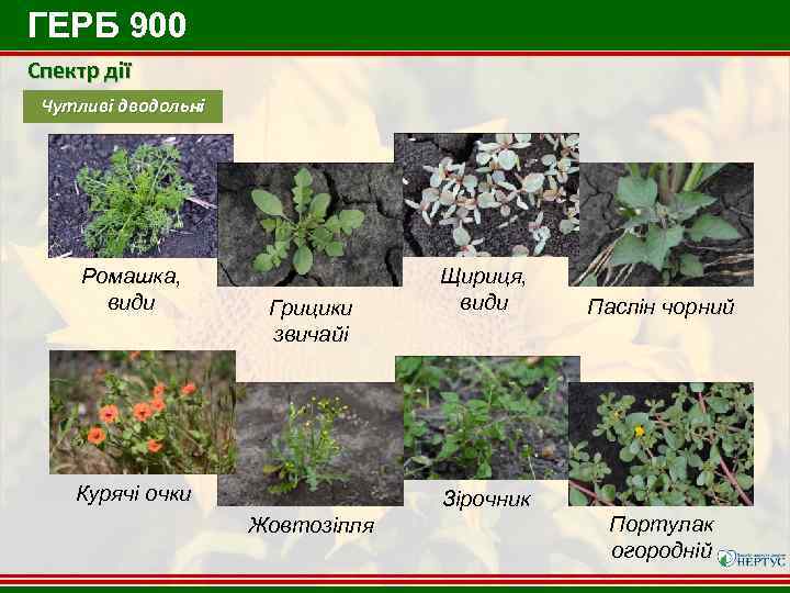 ГЕРБ 900 Спектр дії Чутливі дводольні Ромашка, види Грицики звичайі Курячі очки Щириця, види
