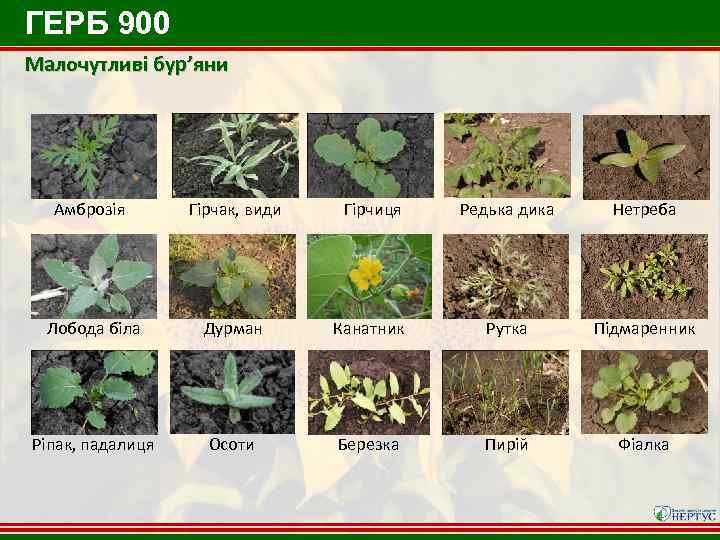 ГЕРБ 900 Малочутливі бур’яни Амброзія Гірчак, види Гірчиця Редька дика Нетреба Лобода біла Дурман