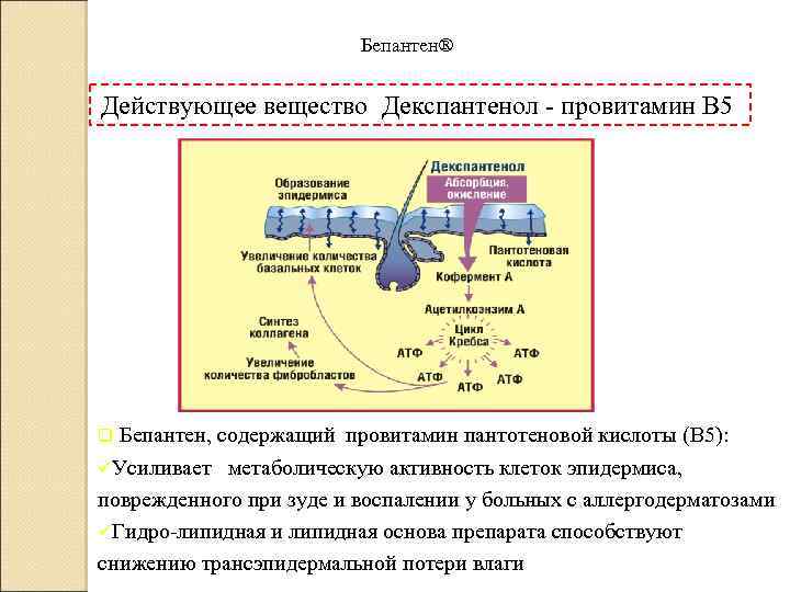 Бепантен® Действующее вещество Декспантенол - провитамин В 5 Бепантен, содержащий провитамин пантотеновой кислоты (B