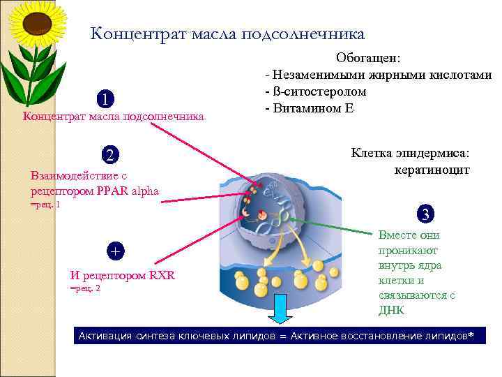 Концентрат масла подсолнечника 1 Концентрат масла подсолнечника 2 Взаимодействие с рецептором PPAR alpha =рец.