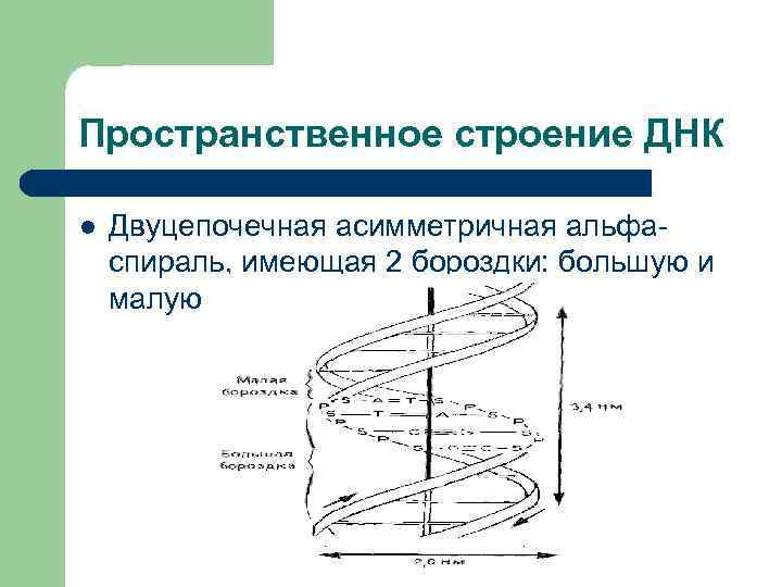 Пространственное строение ДНК l Двуцепочечная асимметричная альфаспираль, имеющая 2 бороздки: большую и малую 
