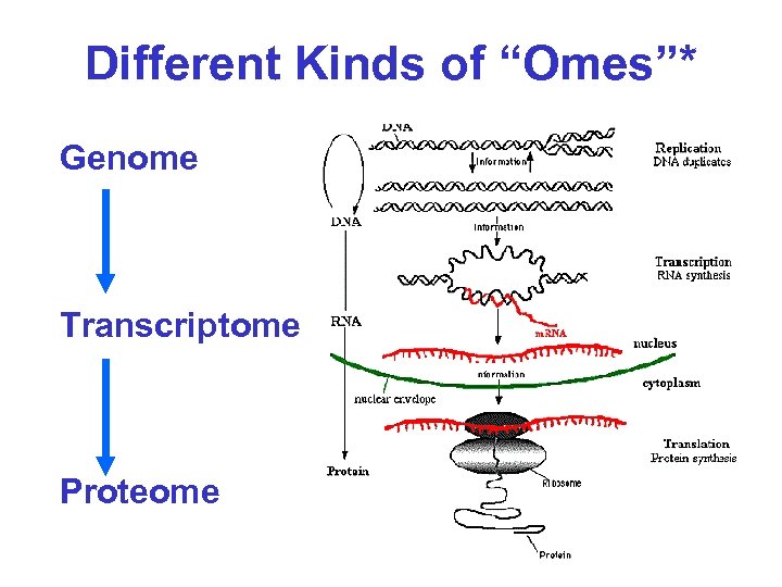 Different Kinds of “Omes”* Genome Transcriptome Proteome 