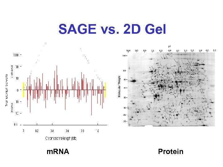 SAGE vs. 2 D Gel m. RNA Protein 