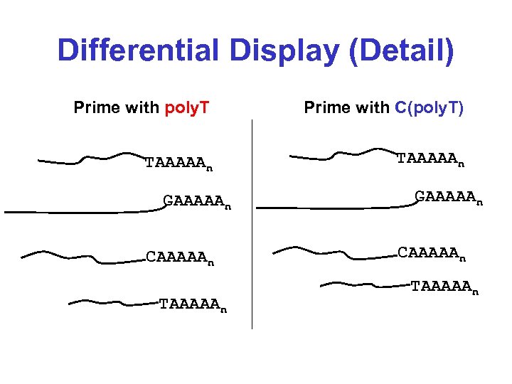 Differential Display (Detail) Prime with poly. T Prime with C(poly. T) TAAAAAn GAAAAAn CAAAAAn