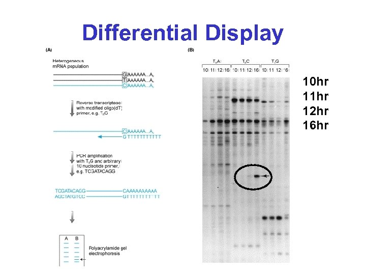 Differential Display 10 hr 11 hr 12 hr 16 hr 