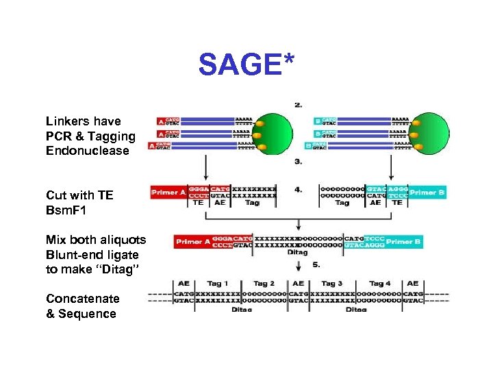 SAGE* Linkers have PCR & Tagging Endonuclease Cut with TE Bsm. F 1 Mix