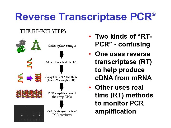 Reverse Transcriptase PCR* • Two kinds of “RTPCR” - confusing • One uses reverse