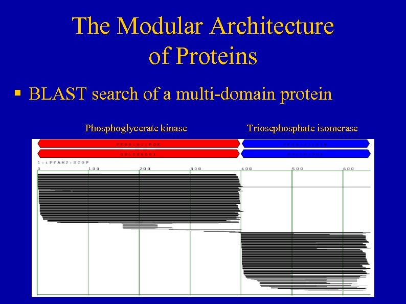 The Modular Architecture of Proteins § BLAST search of a multi-domain protein Phosphoglycerate kinase