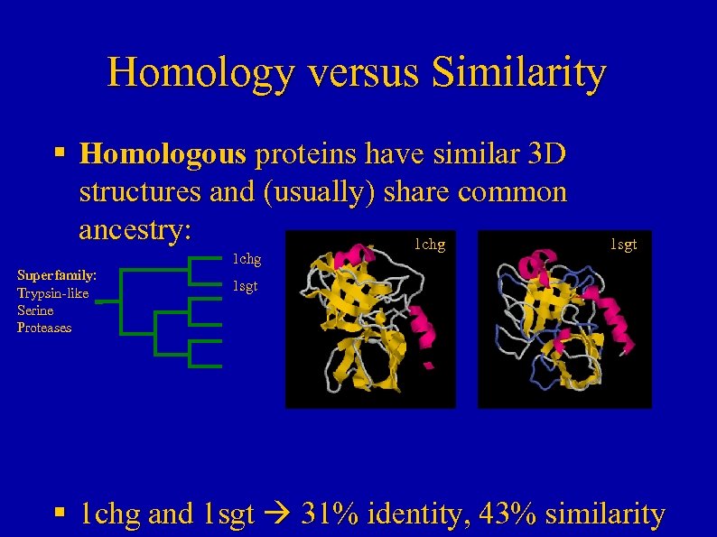 Homology versus Similarity § Homologous proteins have similar 3 D structures and (usually) share