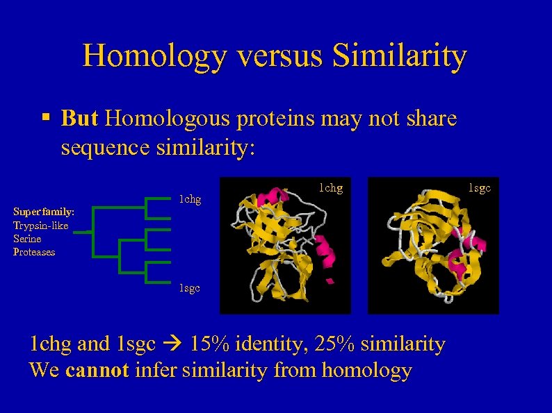 Homology versus Similarity § But Homologous proteins may not share sequence similarity: 1 chg