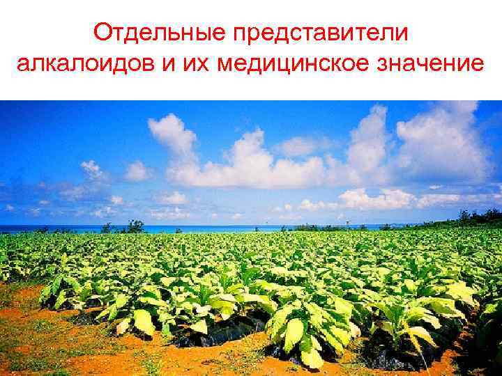 Отдельные представители алкалоидов и их медицинское значение 