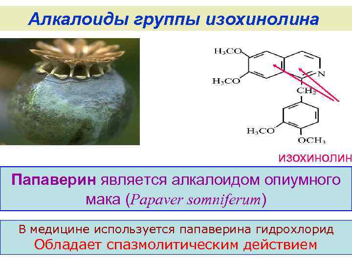 Папаверин группа. Алкалоиды группы изохинолина. Алкалоиды опиумный Мак. Алкалоиды это.