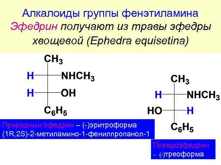 Алкалоиды группы фенэтиламина Эфедрин получают из травы эфедры хвощевой (Ephedra equisetina) Природный эфедрин –