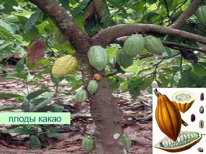 плоды какао 