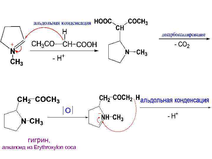 гигрин, алкалоид из Erythroxylon coca 