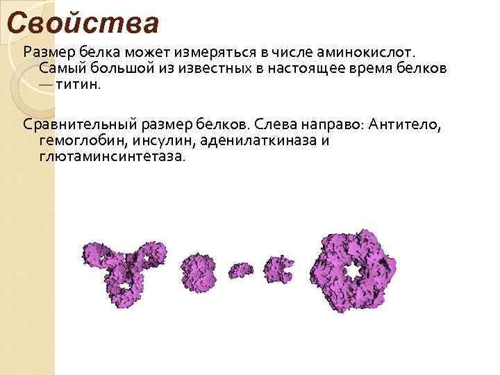 Свойства Размер белка может измеряться в числе аминокислот. Самый большой из известных в настоящее