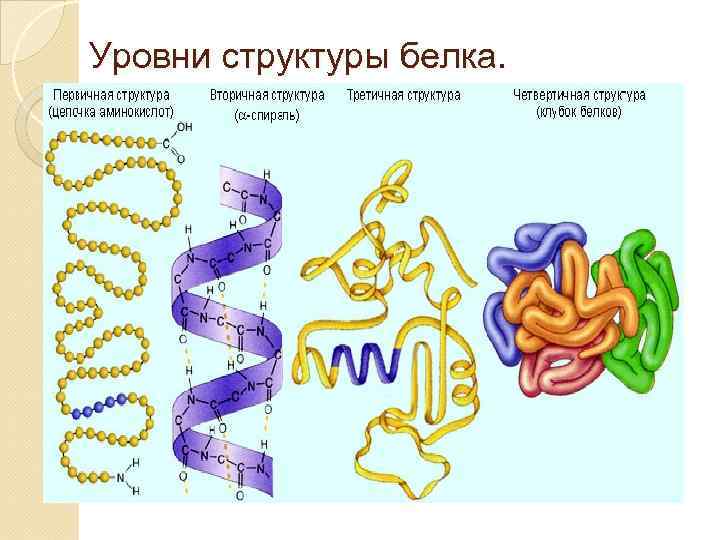 Уровни структуры белка. 