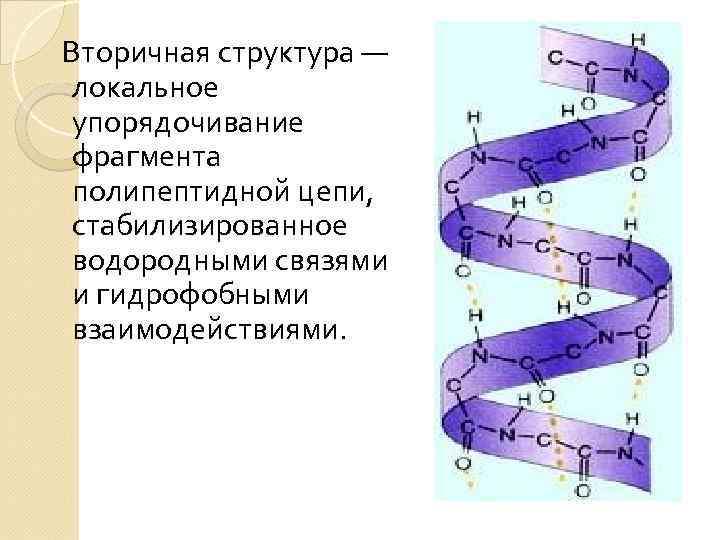  Вторичная структура — локальное упорядочивание фрагмента полипептидной цепи, стабилизированное водородными связями и гидрофобными