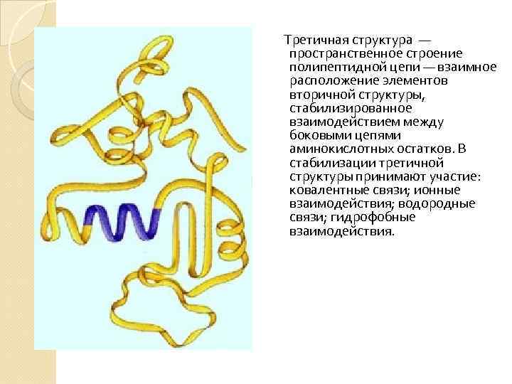  Третичная структура — пространственное строение полипептидной цепи — взаимное расположение элементов вторичной структуры,