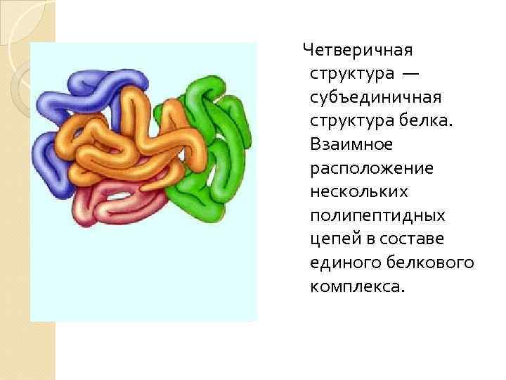  Четверичная структура — субъединичная структура белка. Взаимное расположение нескольких полипептидных цепей в составе