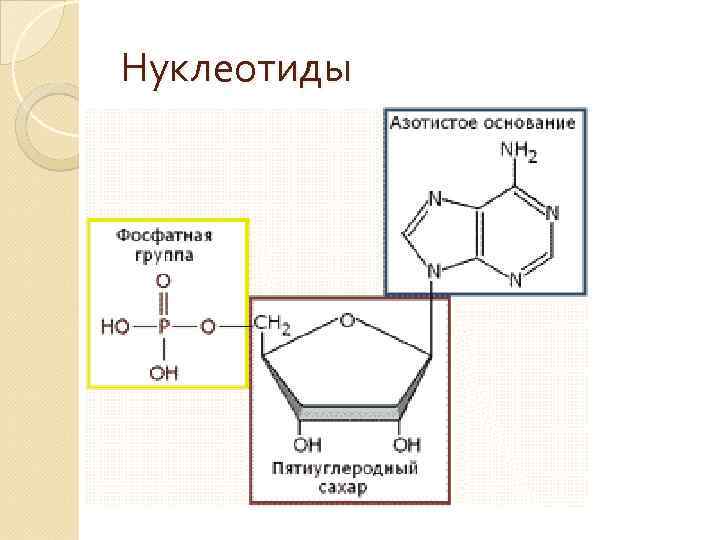 Нуклеотиды 