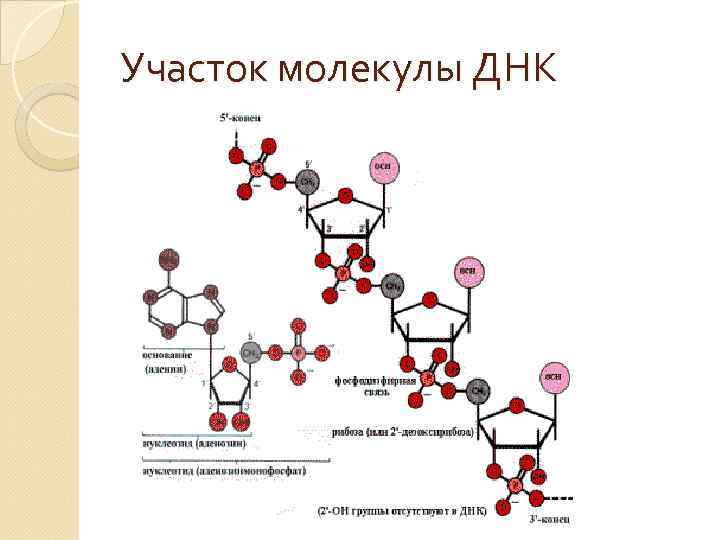 Участок молекулы ДНК 