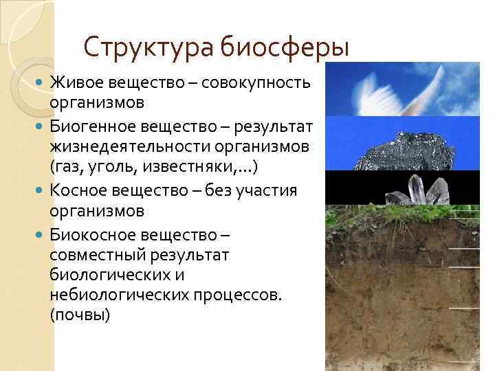 Структура биосферы Живое вещество – совокупность организмов Биогенное вещество – результат жизнедеятельности организмов (газ,