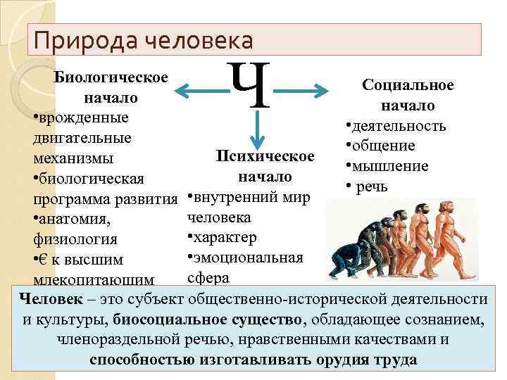 Природа человека Ч Биологическое Социальное начало • врожденные • деятельность двигательные • общение Психическое