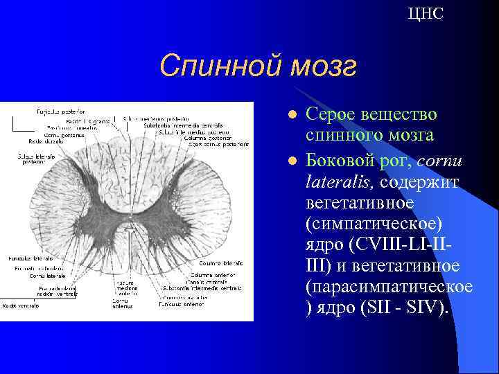 ЦНС Спинной мозг l l Серое вещество спинного мозга Боковой рог, cornu lateralis, содержит