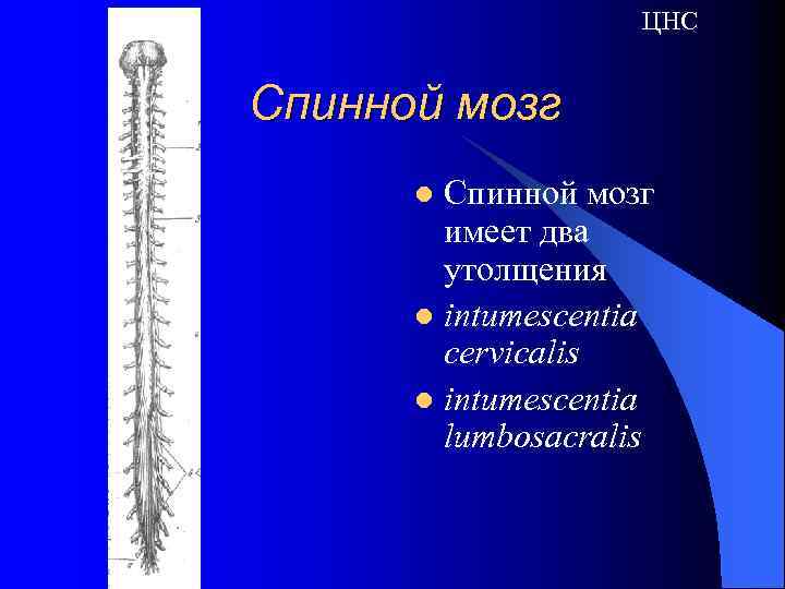 ЦНС Спинной мозг имеет два утолщения l intumescentia cervicalis l intumescentia lumbosacralis l 
