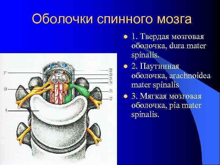 Оболочки спинного мозга l l l 1. Твердая мозговая оболочка, dura mater spinalis. 2.