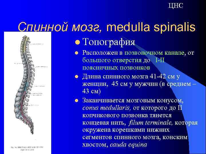 ЦНС Спинной мозг, medulla spinalis l Топография l l l Расположен в позвоночном канале,