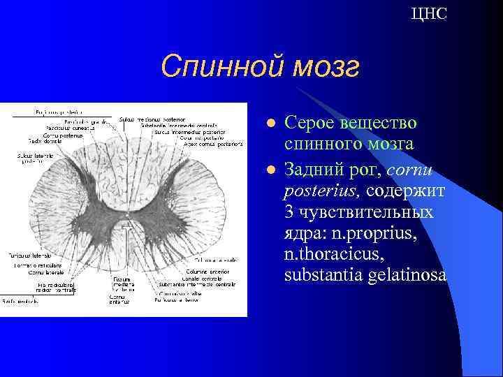 ЦНС Спинной мозг l l Серое вещество спинного мозга Задний рог, cornu posterius, содержит