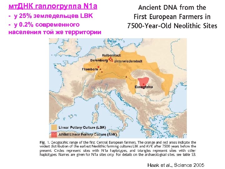 Гаплогруппы мтднк карта