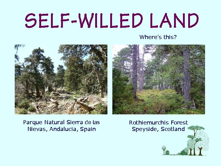 Where’s this? Parque Natural Sierra de las Nievas, Andalucia, Spain Rothiemurchis Forest Speyside, Scotland