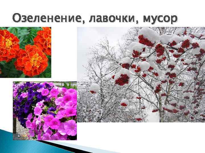 Озеленение, лавочки, мусор 