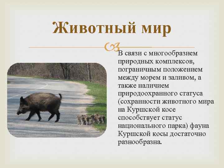 Животный мир В связи с многообразием природных комплексов, пограничным положением между морем и заливом,