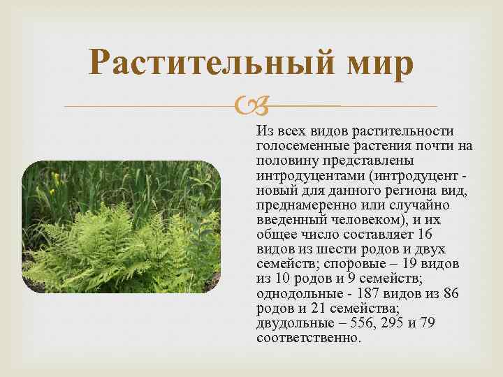 Растительный мир Из всех видов растительности голосеменные растения почти на половину представлены интродуцентами (интродуцент