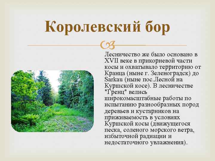 Королевский бор Лесничество же было основано в XVII веке в прикорневой части косы и