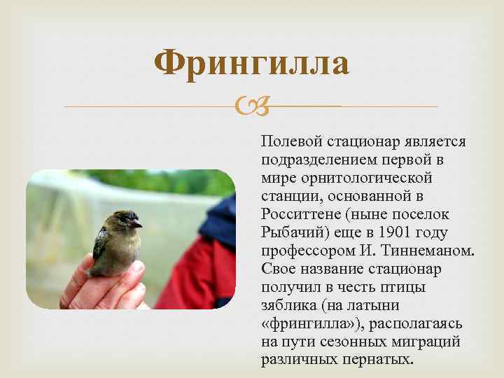 Фрингилла Полевой стационар является подразделением первой в мире орнитологической станции, основанной в Росситтене (ныне